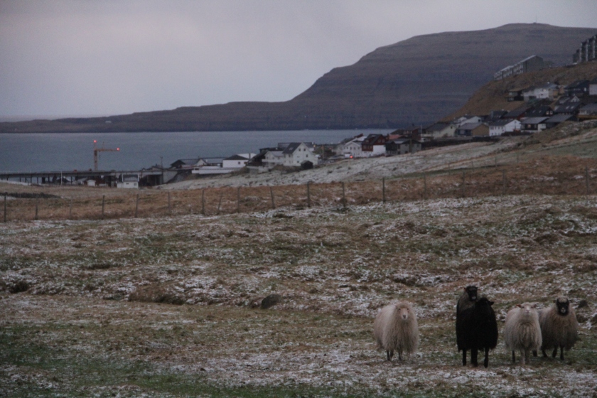 Torshavn Sheep